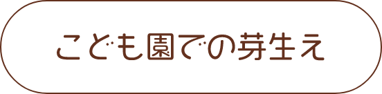 こども園での芽生え